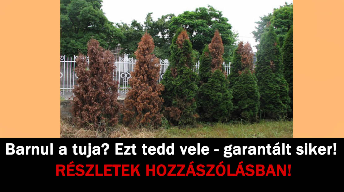 Barnul a tuja? Ezt tedd vele – garantált siker!